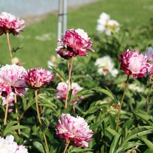 Bulb Bujor - Candy Stripe - Img 2