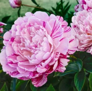 Bulb Bujor - Pink Candy Stripes-1 RIZOM