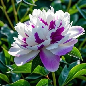 Bulb Bujor - Royal splendor - Img 2