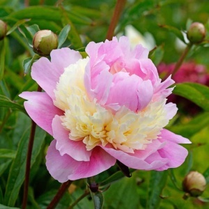 Bulb Bujor - Sorbet