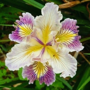 Bulb Iris sibirica – White Golden Veins – Pachet: 1 bulb