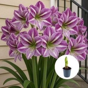 Bulbi Amaryllis Purple Stripes - Ghiveci