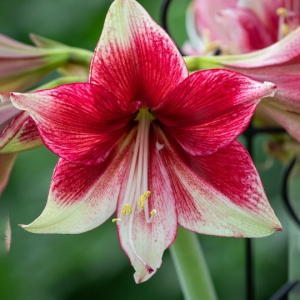 Bulbi Amaryllis - Tosca - 1 bulb