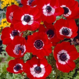 Bulbi Anemone Bicolor - Pachet 10 Bulbi - Img 2