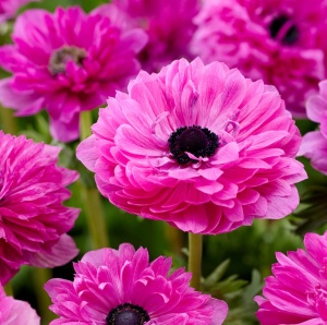 Bulbi Anemone Double Pink - Pachet 10 Bulbi