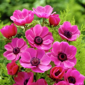 Bulbi Anemone Sylphide - Pachet 10 Bulbi - Img 2