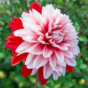 Bulbi Dalia Gigant Blushing Flame - 1 Bucată (Rădăcină)