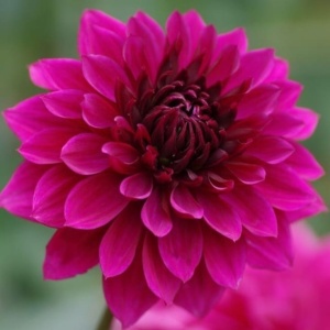 Bulbi Dalia Gigant Magenta Velvet - 1 Bucată (Rădăcină)