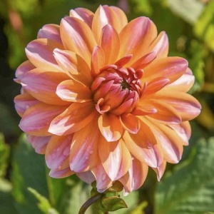 Bulbi Dalia - Peaches and Vanilla - Pachet 1 bulb - Img 3