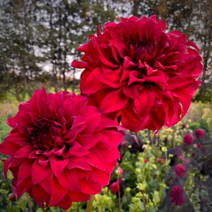 Bulbi Dalia - Spartacus - Pachet 1 bulb - Aqua Flowers - Img 2