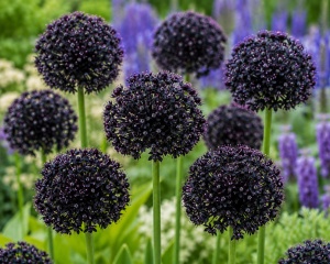 Bulbi de Allium Mystic Night - Pachet 5 Bulbi