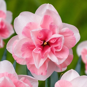 Bulbi de Narcise Duble Pink Delight - Pachet 3 Bulbi