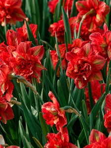 Bulbi de Narcise Duble Red Passion - Pachet 3 Bulbi