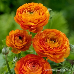 Bulbi de Ranunculus Orange - Pachet 10 Bulbi