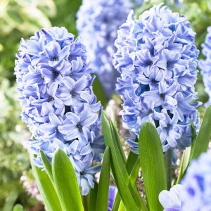 Bulbi de Zambile Sky Blue – Pachet 3 Bulbi