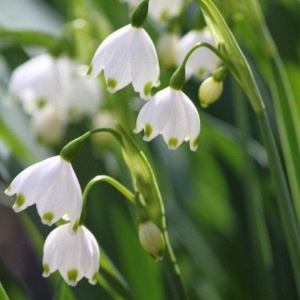 Bulbi Ghiocei - Ghiocei de Vară – Pachet 5 Bulb