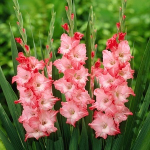 Bulbi Gladiole - Bicolor Pink – Pachet 3 Bulbi