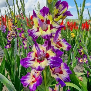 Bulbi Gladiole - Circus Club – Pachet 3 Bulbi - Img 2