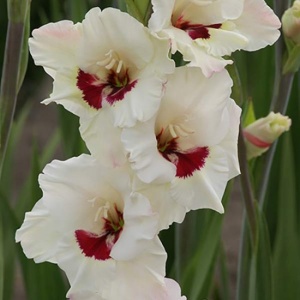 Bulbi Gladiole - Fiorentina – Pachet 3 Bulbi - Img 2