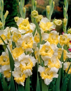 Bulbi Gladiole - Golden Snow – Pachet 3 Bulbi