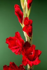 Bulbi Gladiole - Oscar – Pachet 3 Bulb - Aqua Flowers - Img 3