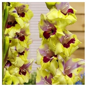 Bulbi Gladiole - Tricolore Bellaflora – Pachet 3 Bulbi