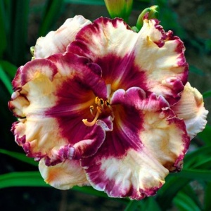 Bulbi Hemerocallis - Cream Berry Swirl – Pachet 1 Bulb