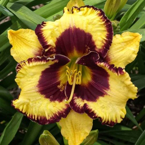 Bulbi Hemerocallis - Open My Eyes – Pachet 1 Bulb