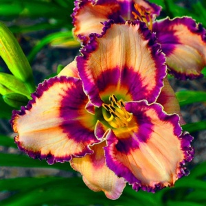Bulbi Hemerocallis - Peach Velvet Ring – Pachet 1 Bulb