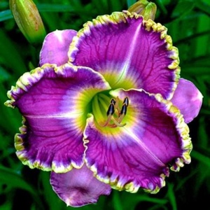 Bulbi Hemerocallis - Violet Radiance – Pachet 1 Bulb