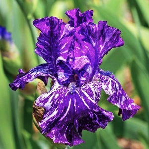 Bulbi Iris Germanica - Purple Striped White – Pachet 1 Bulb