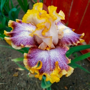 Bulbi Iris Germanica - Spotted Yellow – Pachet 1 Bulb - Img 2