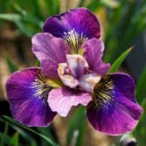 Bulbi Iris Sibirica - Charming Billy – Pachet 1 Bulb