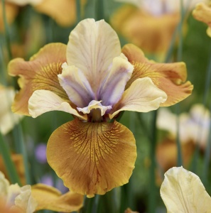 Bulbi Iris Sibirica - Colonel Mustard – Pachet 1 Bulb
