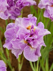 Bulbi Iris Sibirica - Pink Parfait – Pachet 1 Bulb - Aqua Flowers - Img 2