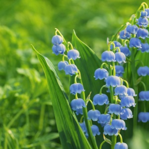 Bulbi Lacramioare Albastre - Convallaria majalis ‘Blue’ – Pachet 5 Bulb