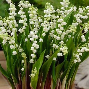 Bulbi Lăcrămioare - Lily of the Valley – Pachet 5 Bulb - Aqua Flowers