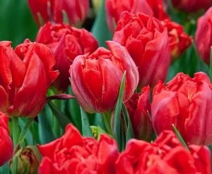 Bulbi Lalele Abba – Pachet 5 Bulbi - Img 3