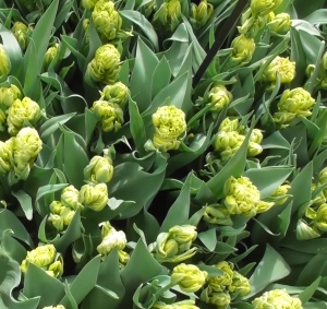 Bulbi Lalele Emerald Star – Pachet 5 Bulbi - Img 2