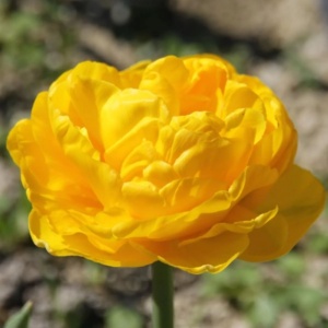 Bulbi Lalele Golden Fever – Pachet 5 Bulbi