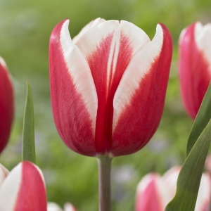 Bulbi Lalele Guus Papendrecht – Pachet 5 Bulbi