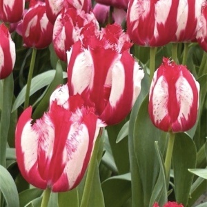 Bulbi Lalele Happy Clown – Pachet 5 Bulbi