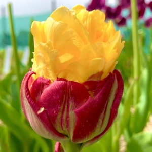 Bulbi Lalele Ice Cream Banana – Pachet 5 Bulbi