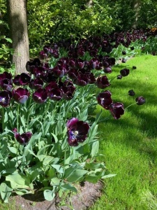 Bulbi Lalele Queen of Night – Pachet 5 Bulbi - Img 4