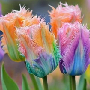 Bulbi Lalele Rainbow Fantasy – Pachet 5 Bulbi