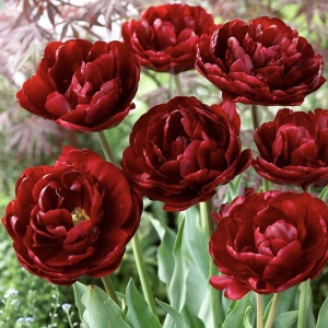 Bulbi Lalele Uncle Tom – Pachet 5 Bulbi - Img 2