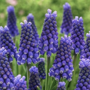 Bulbi Muscari - Americanum Pachet 5 Bulbi