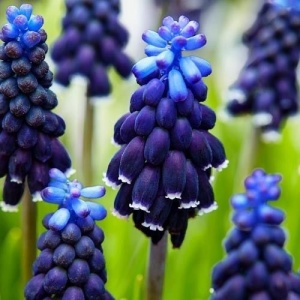 Bulbi Muscari - Southern Grape - Pachet 5 Bulbi