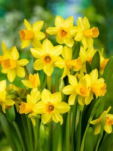 Bulbi Narcise Tete a Tete – Pachet 5 Bulbi - Img 2