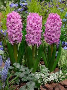 Bulbi Zambile Fondant – Pachet 3 Bulbi - Img 2